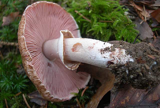 Prima  dell�era  glaciale